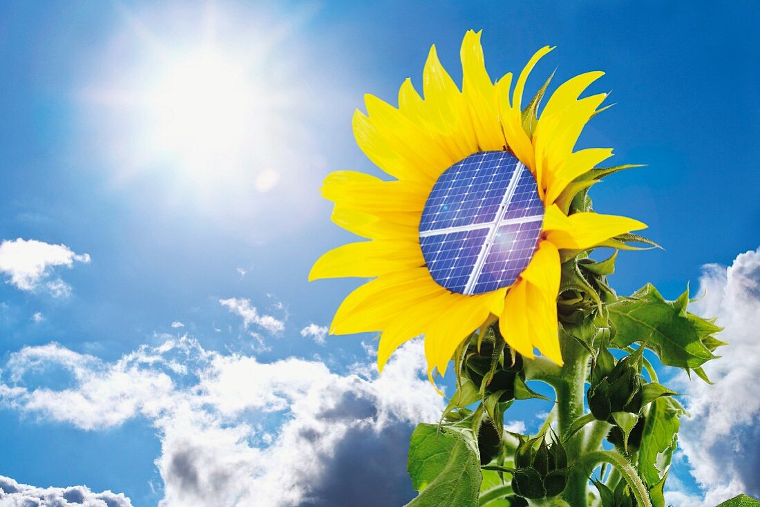 Sunflower with solar panel against blue sky and sun