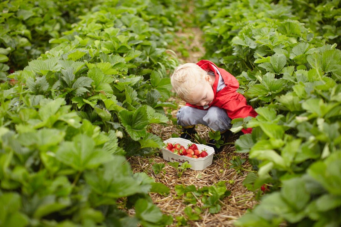 Kleiner Junge pflückt Erdbeeren im Feld