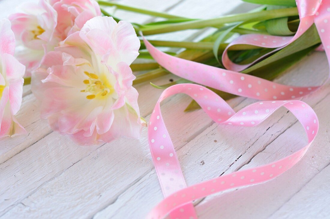Rosa Tulpen (Sorte: Angelique) und und rosa Geschenkband, herzförmig arrangiert