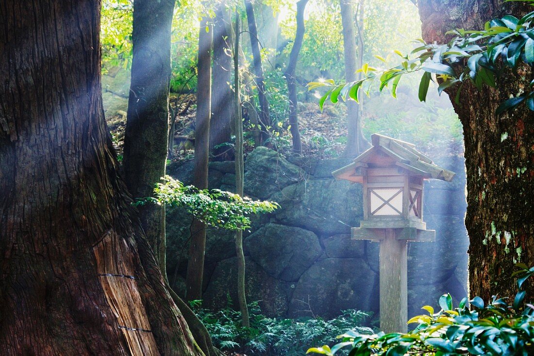 Sonnenstrahlen leuchten durch Bäume in einem japanischen Wald