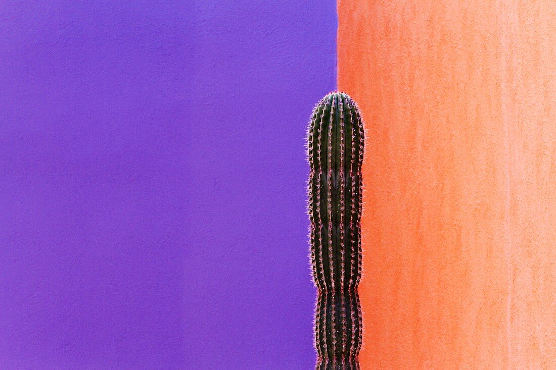 Kaktus vor Mauer in Kontrastfarben
