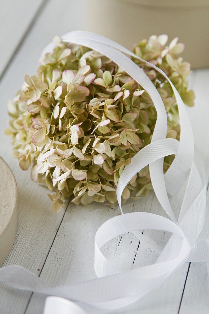 Hydrangeas tied with a white ribbon