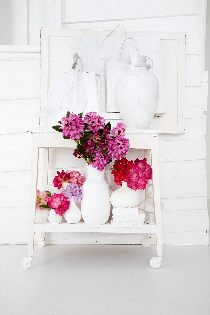 Rhododendron (variety: 'Abendsonne') on trolley in white surroundings