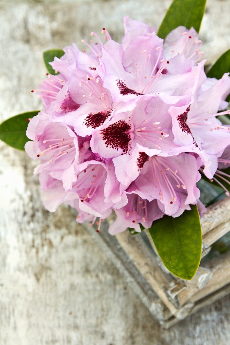 A rhododendron flower