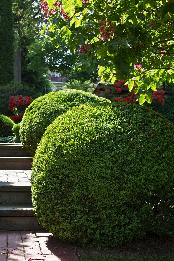 Box hedges on a garden path