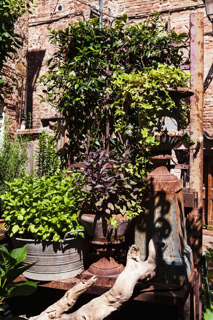 Kräutertöpfe und Vintage Gegenstände im Garten an der Backsteinmauer