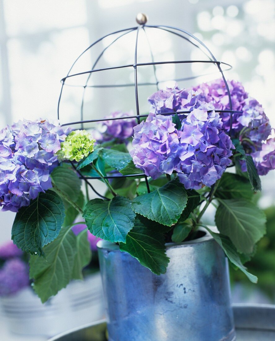 Violette Hortensien und kugelförmiges Metallgitter in Blumenvase