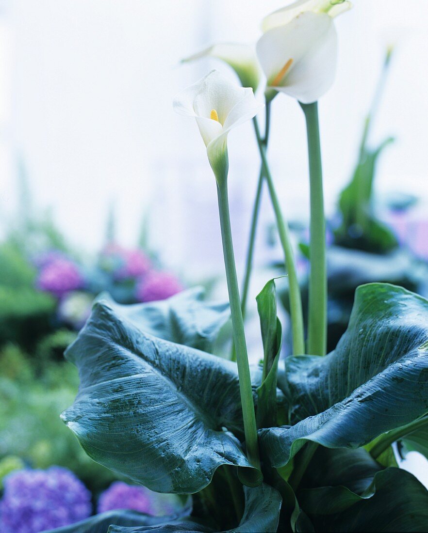 White calla lilies in a plant pot