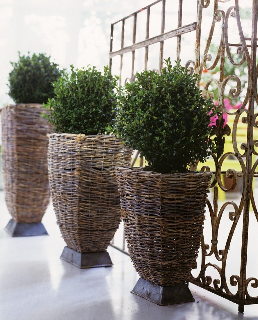 Potted boxwood in decorative wicker containers in front of a vintage, metal lattice screen