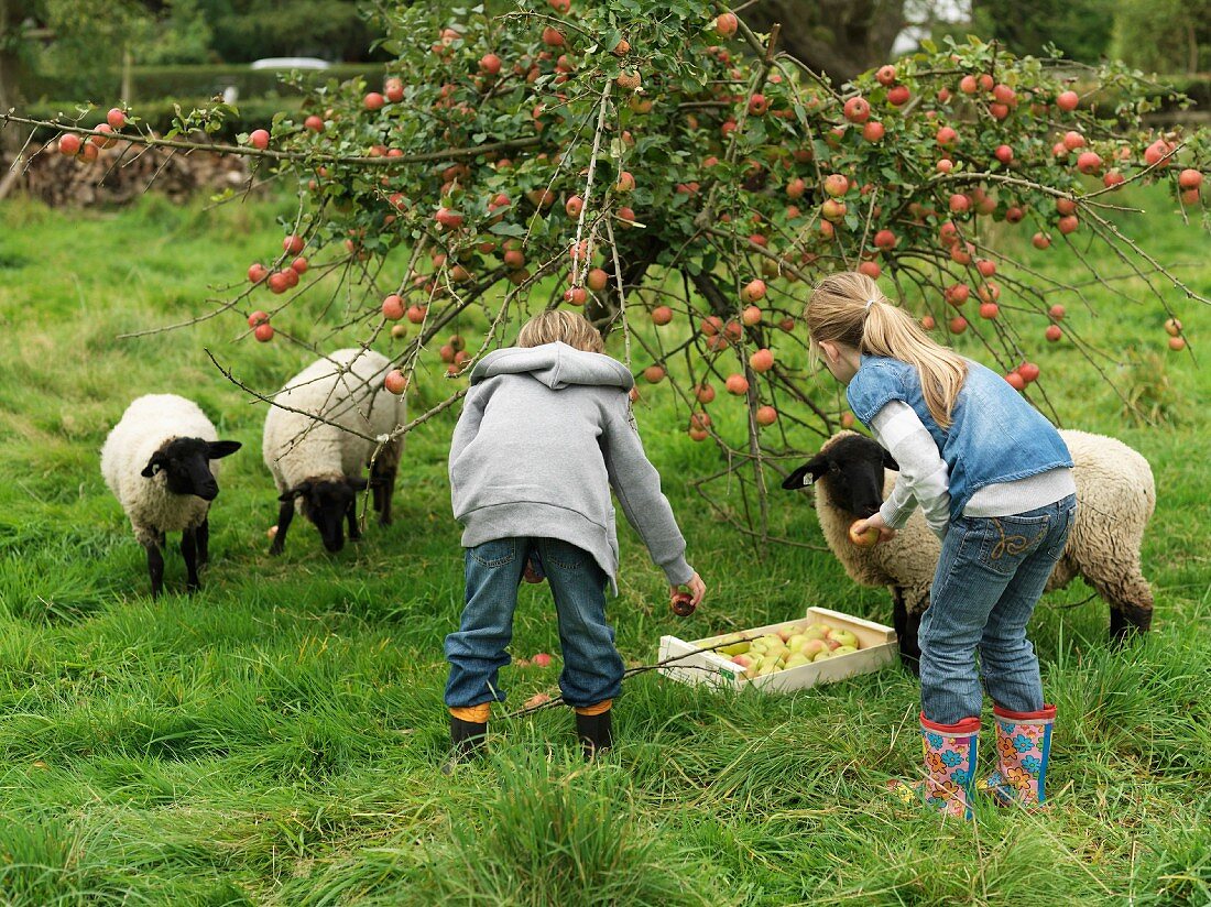 Mädchen und Junge pflücken Äpfel auf Wiese mit Schafen