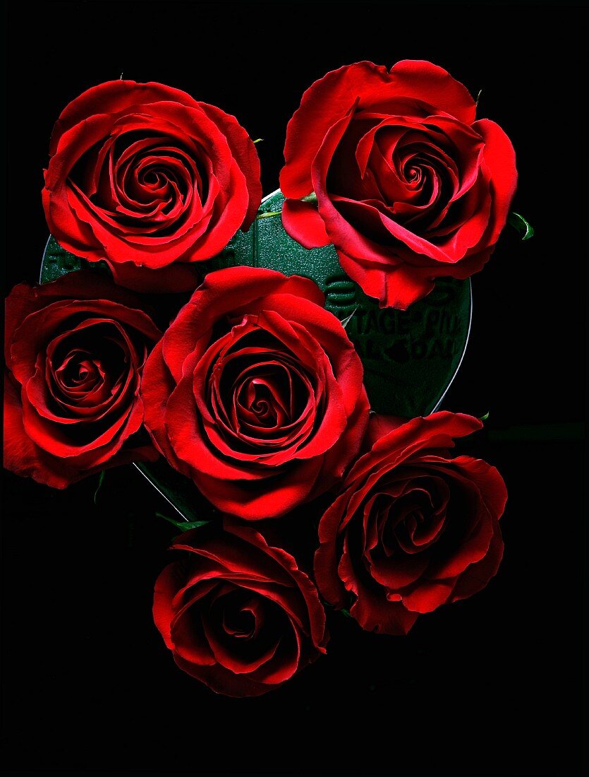 Rote Rosen auf einem schwarzen Hintergrund