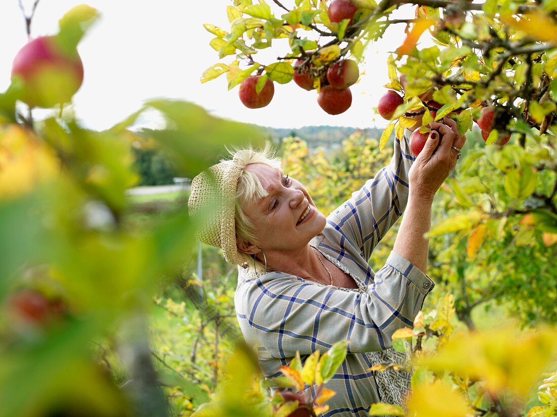 Ältere Frau pflückt Äpfel vom Baum