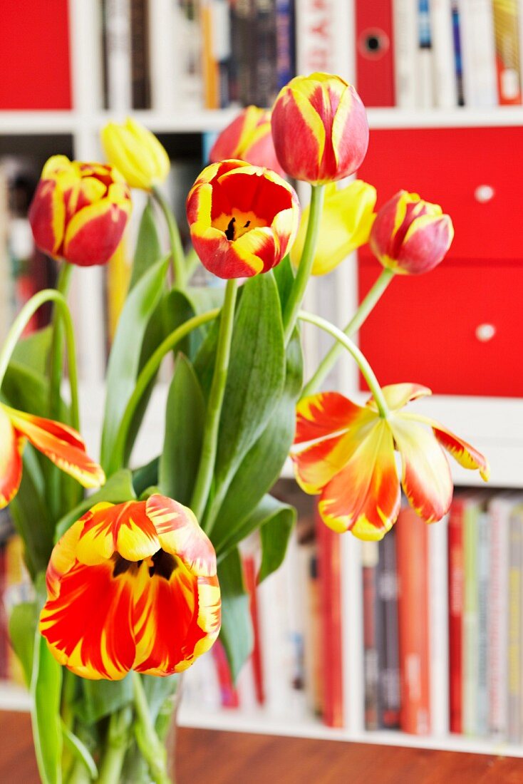 Bouquet of tulips in front of a book shelf