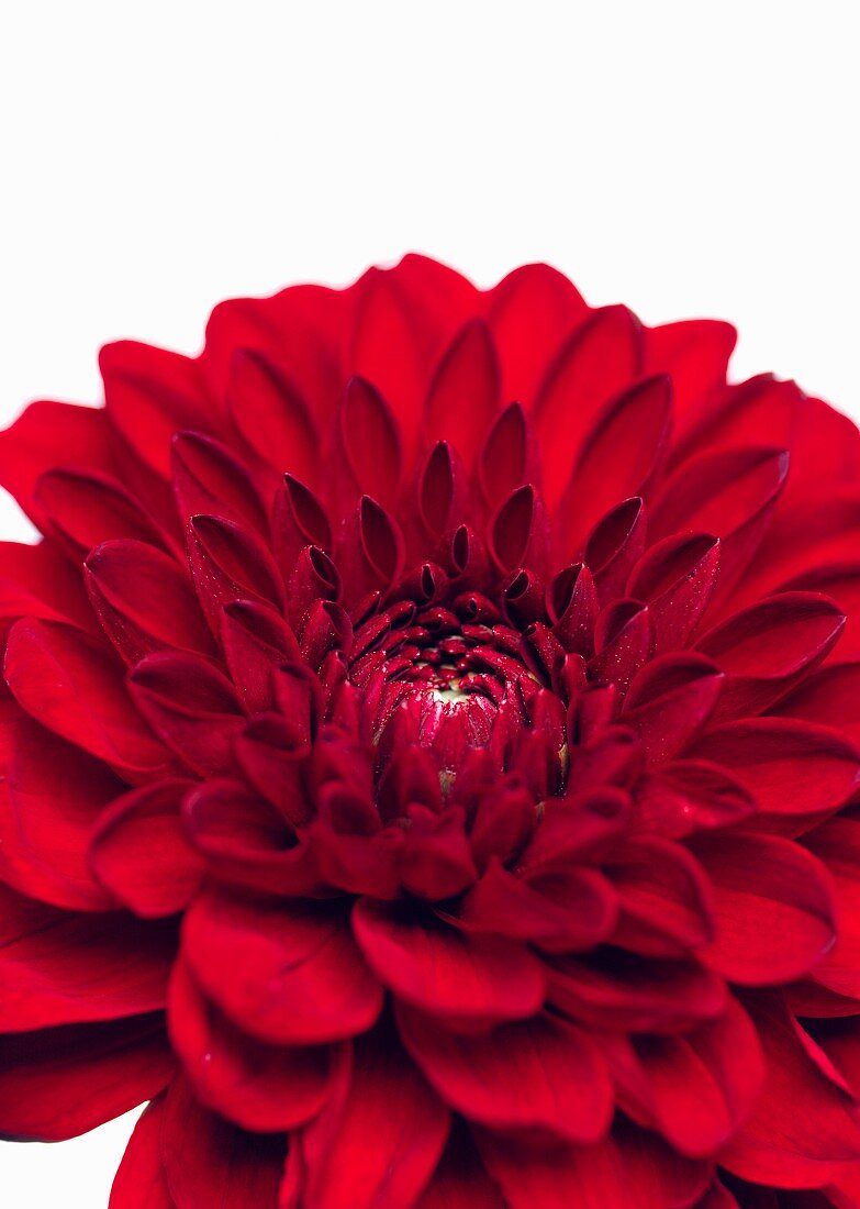 Red chrysanthemum (close-up)