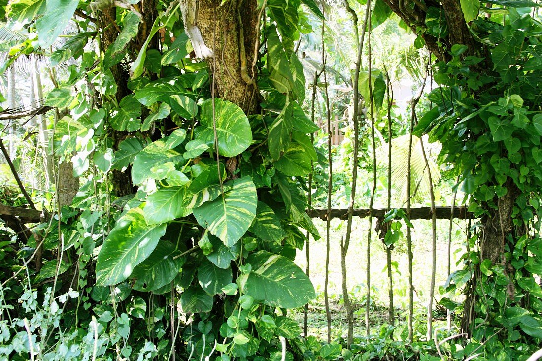 Plants growing over a wooden gate