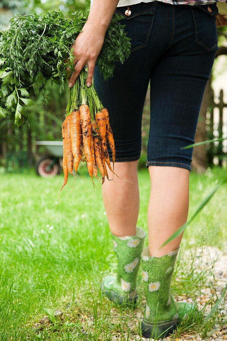 Woman carrying freshly pulled carrots in garden