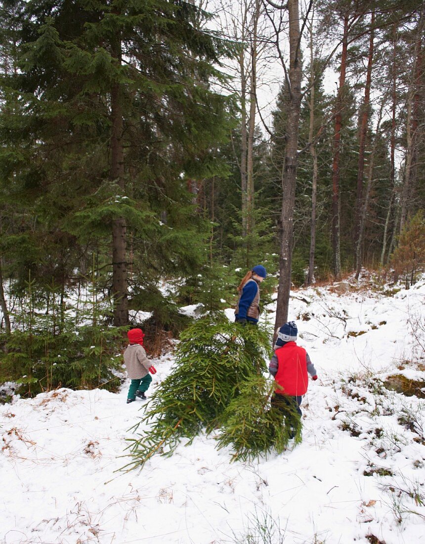 Familie holt frisch geschlagene Tannenbäume aus dem Wald
