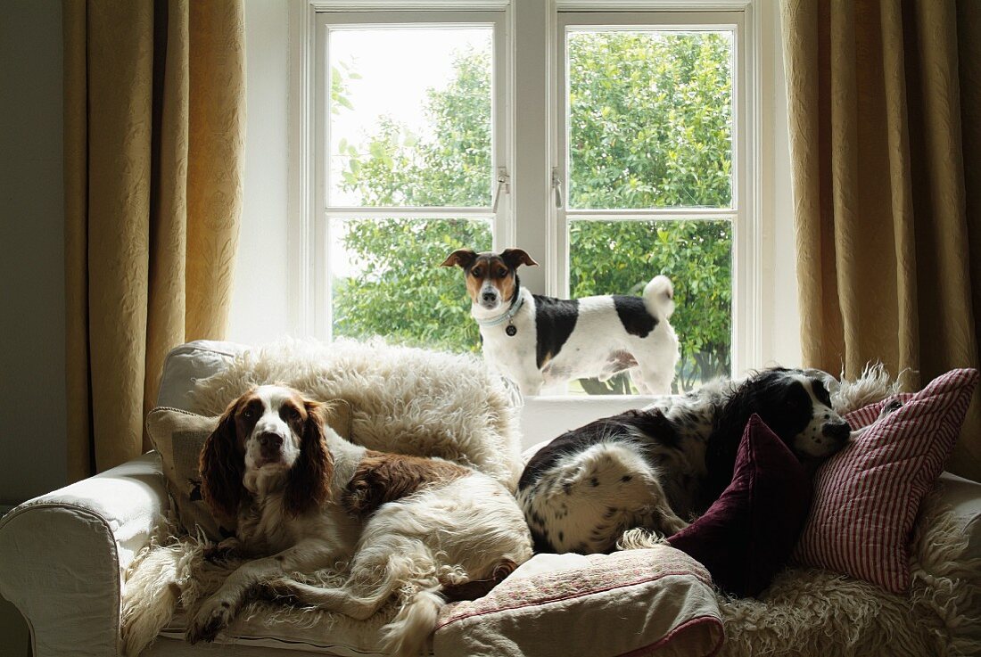 Zwei Hunde liegen auf einem gemütlichen Sofa mit mehreren Kissen, dahinter steht ein kleinerer Hund auf dem Fenstersims zwischen bodenlangen Vorhängen