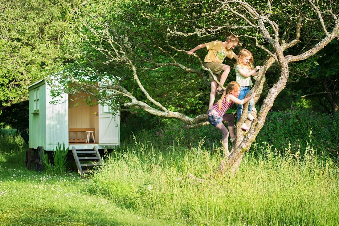 Drei Kinder klettern auf Baum im Garten