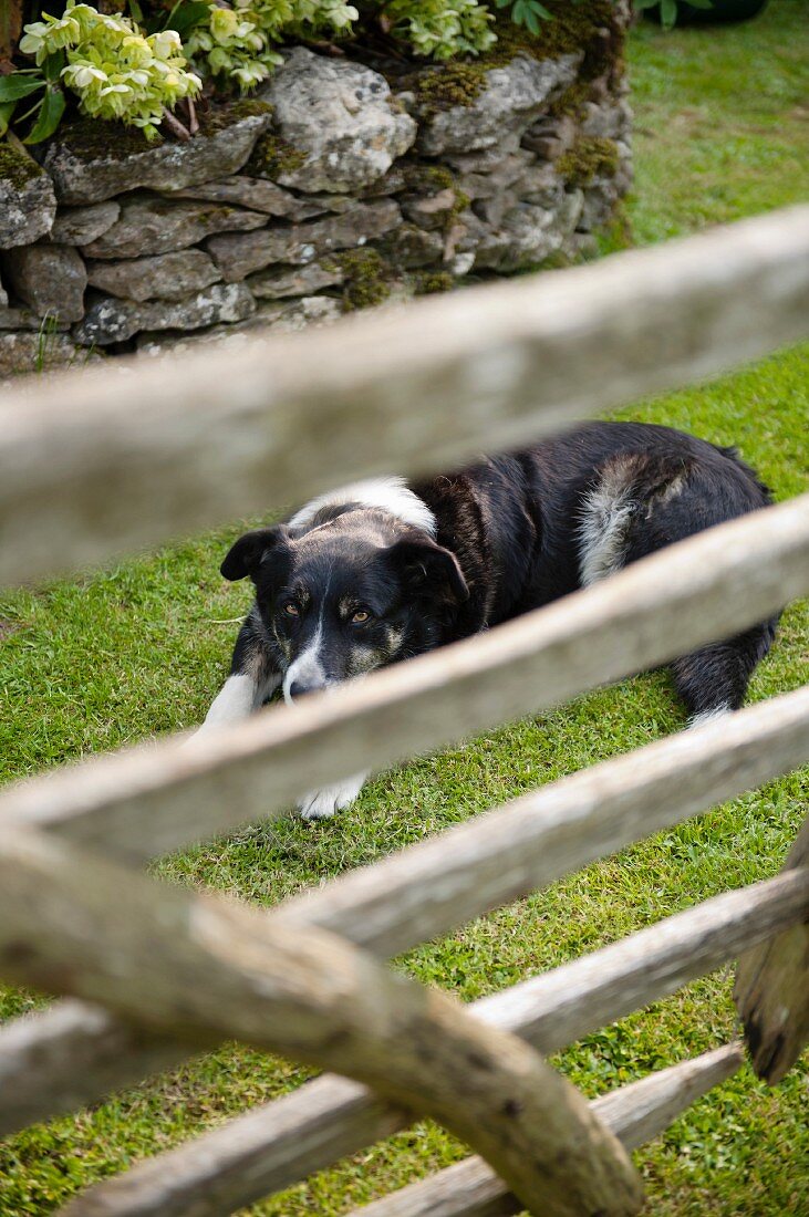 Black and white dog lying on lawn in front of stone wall viewed through weathered wooden gate