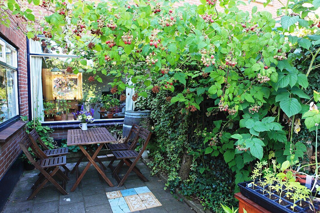 Wooden table and chairs on terrace surrounded by raspberries and ivy in residential complex with exposed brickwork; minimalist summer allotment atmosphere