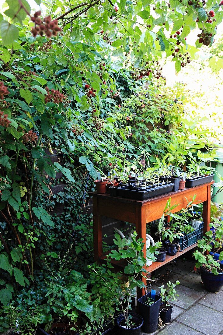 Terrace area with raspberry bushes and potting table