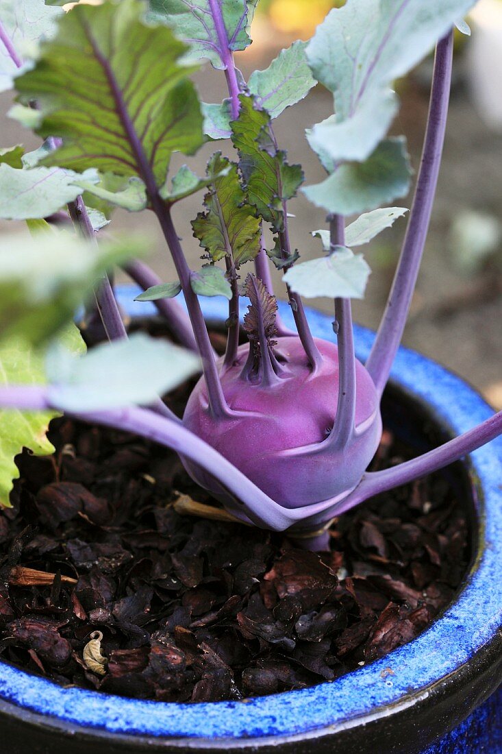 Kohlrabipflanze mit wachsender Knolle und vitalen Blättern in mit Rindenmulch gefülltem blauem Keramiktopf im Tageslicht stehend