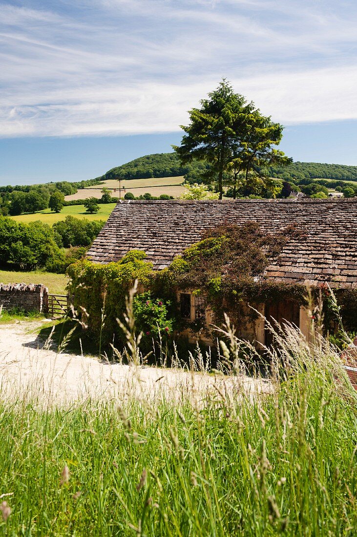 Blick über Gräser zu einem einfaches Landhaus mit begrünter Fassade in malerischer Landschaft