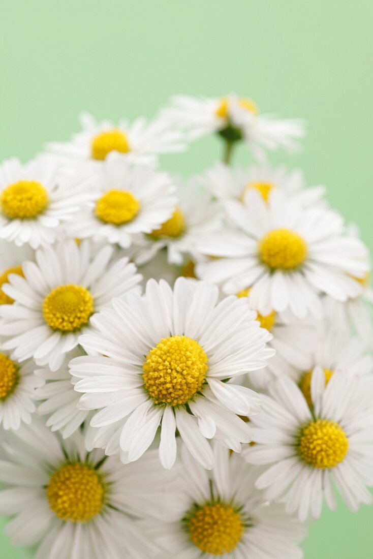 Daisies against green background