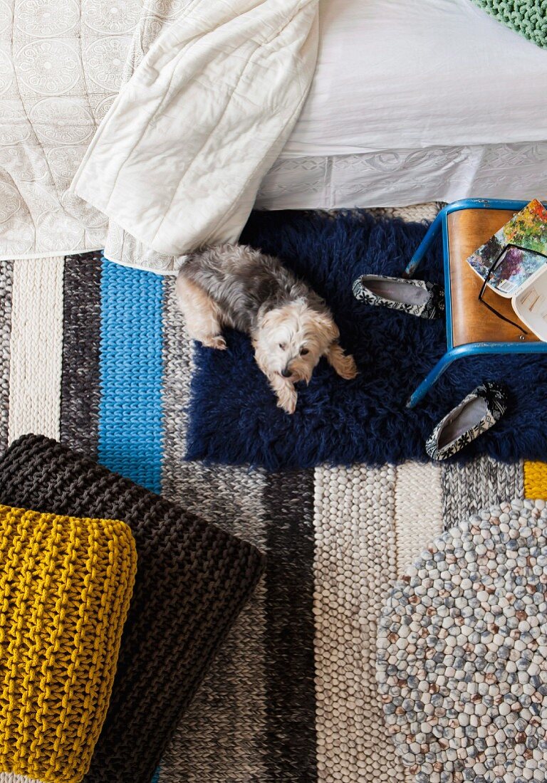 Blick von oben auf kleinen Hund zwischen Bodenkissen und Bett auf gestreiftem Teppich
