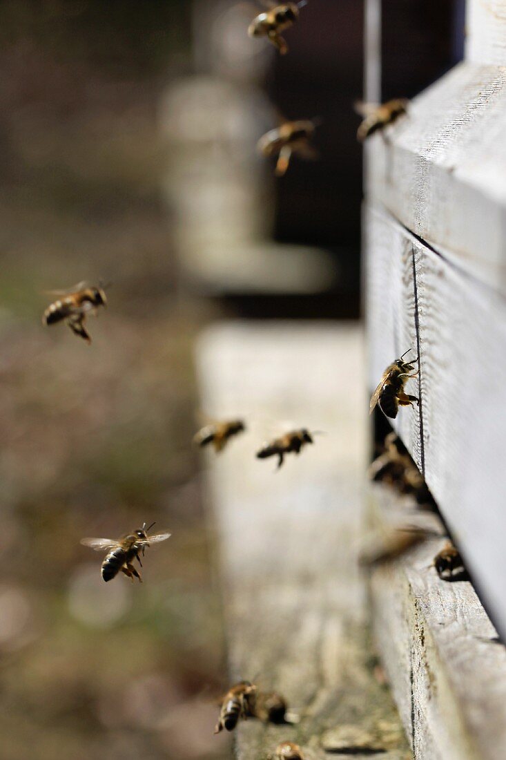 Bienen an einem Bienenstock