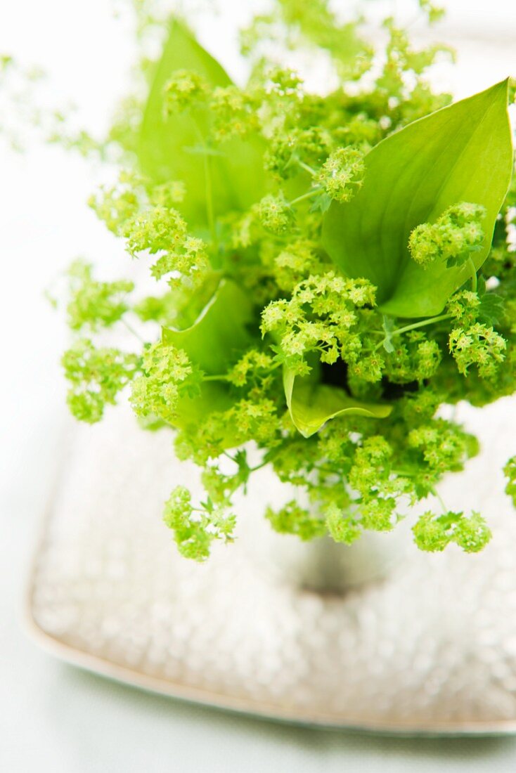 Lady's mantle flowers in an aluminum cup
