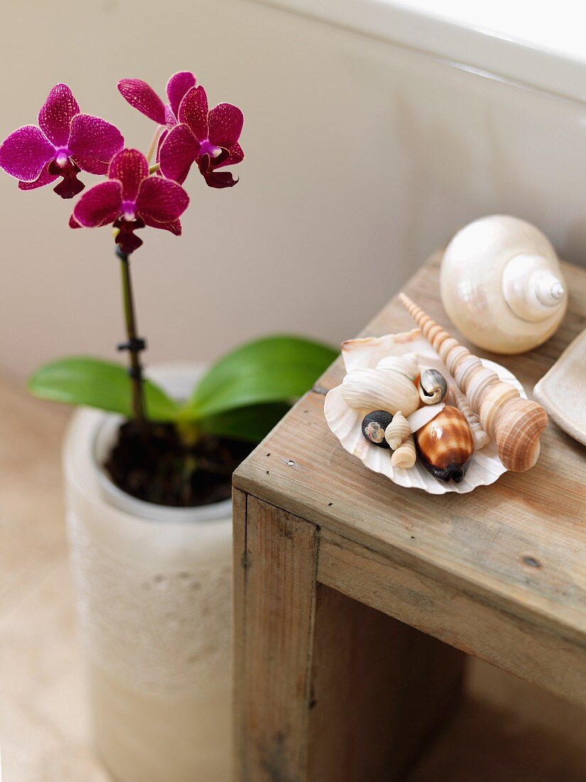 Muschelsammlung auf rustikalem Holzhocker neben blühender Orchideenpflanze