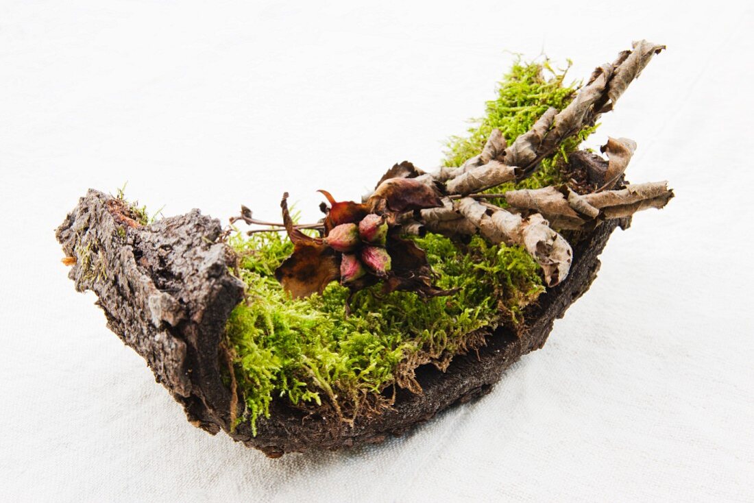 Moss with peony seeds on the stem and dried fern leaves on tree bark