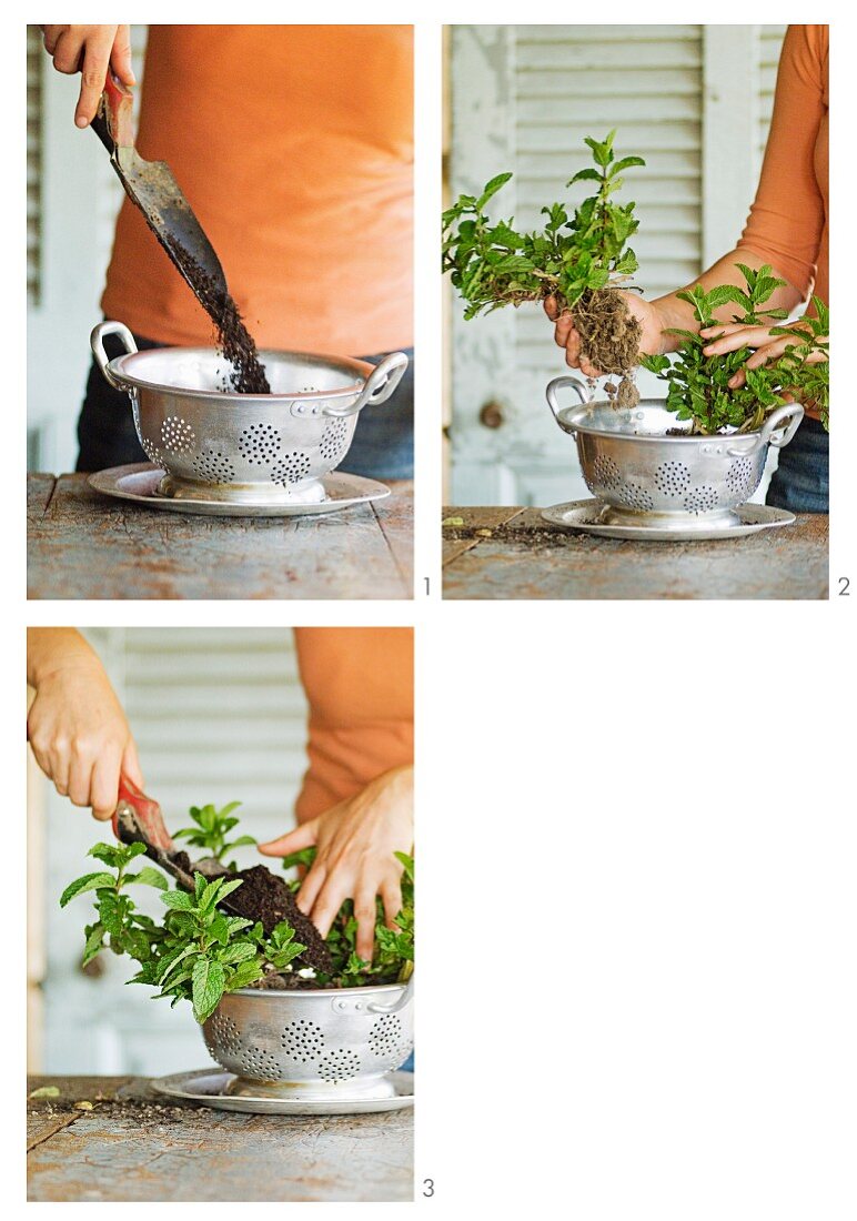 Planting mint in a colander