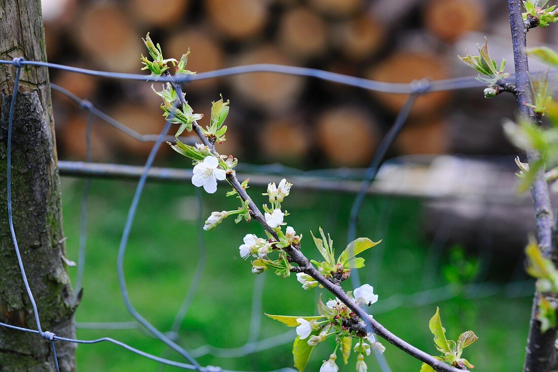 Junger Kirschbaumzweig mit weissen Blüten im Garten