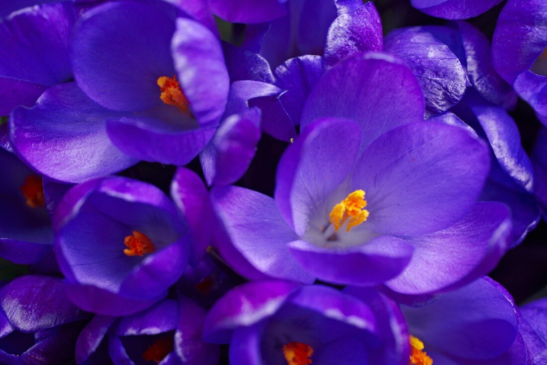 Nahaufnahme violetter Krokusblüten mit orangen Stempeln