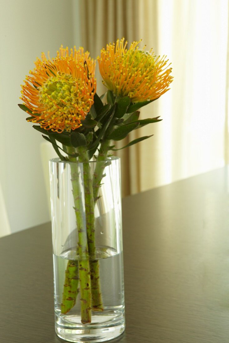 Orange Chrysantheme in transparenter Glasvase auf einem Holztisch