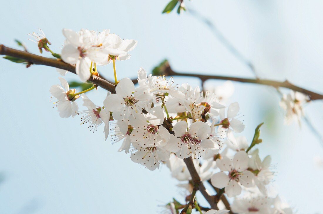 Wild plum: branch with blossoms