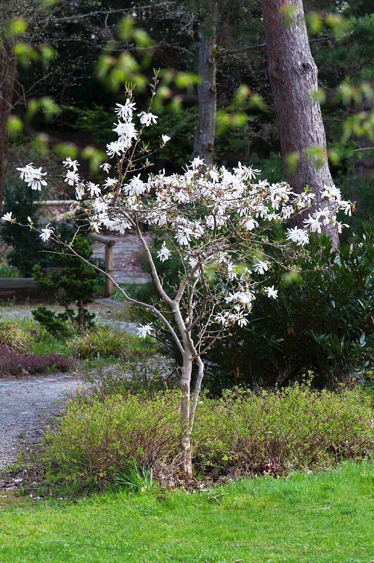 Sternmagnolie (Magnolia Stellata)