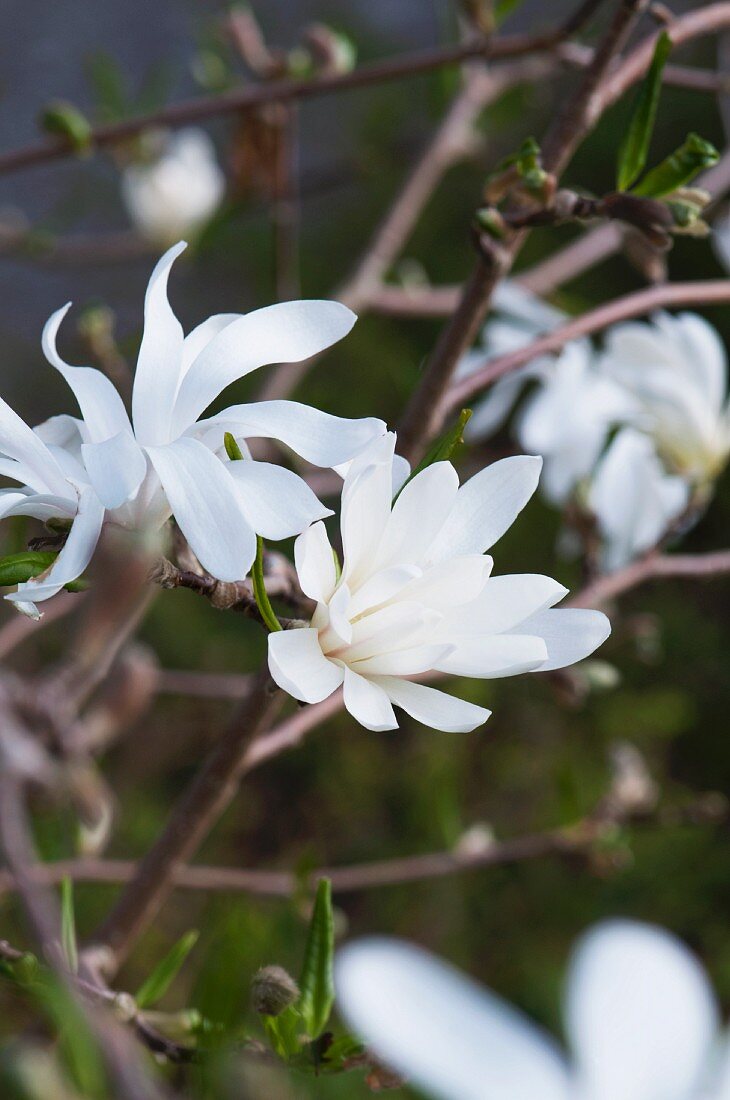 Star magnolia flowers (Magnolia stellata)