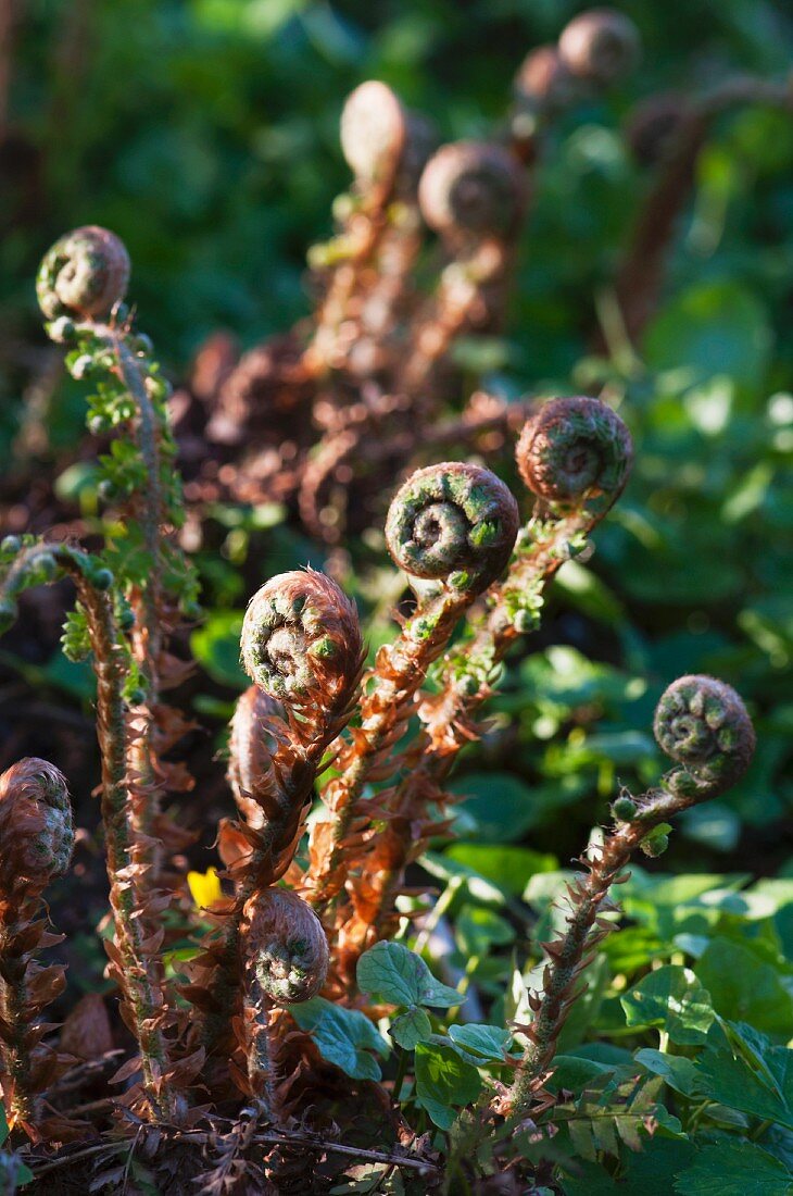 Ferns in the spring with furled, young fern leaves