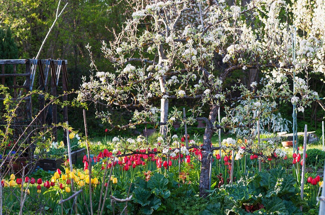 Garten im Frühling mit blühenden Bäumen & Frühlingsblumen
