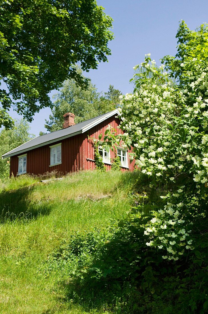 Blick von der Wiese auf kleines skandinavisches Holzhäuschen im sommerlichen Sonnenschein