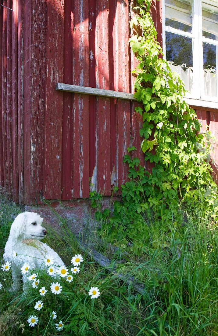 Weißer Hund sitzt hinter blühenden Margariten im hohen Gras vor verwittertem skandinavischem Holzhaus