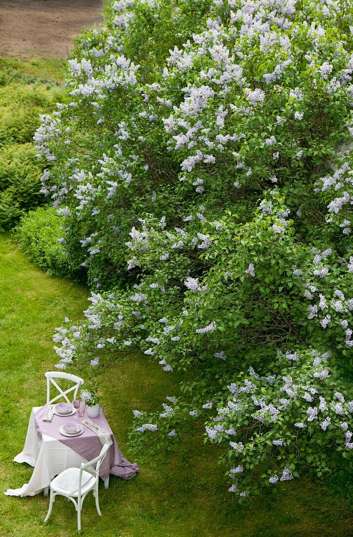Set table on lush green lawn below profusely flowering lilac