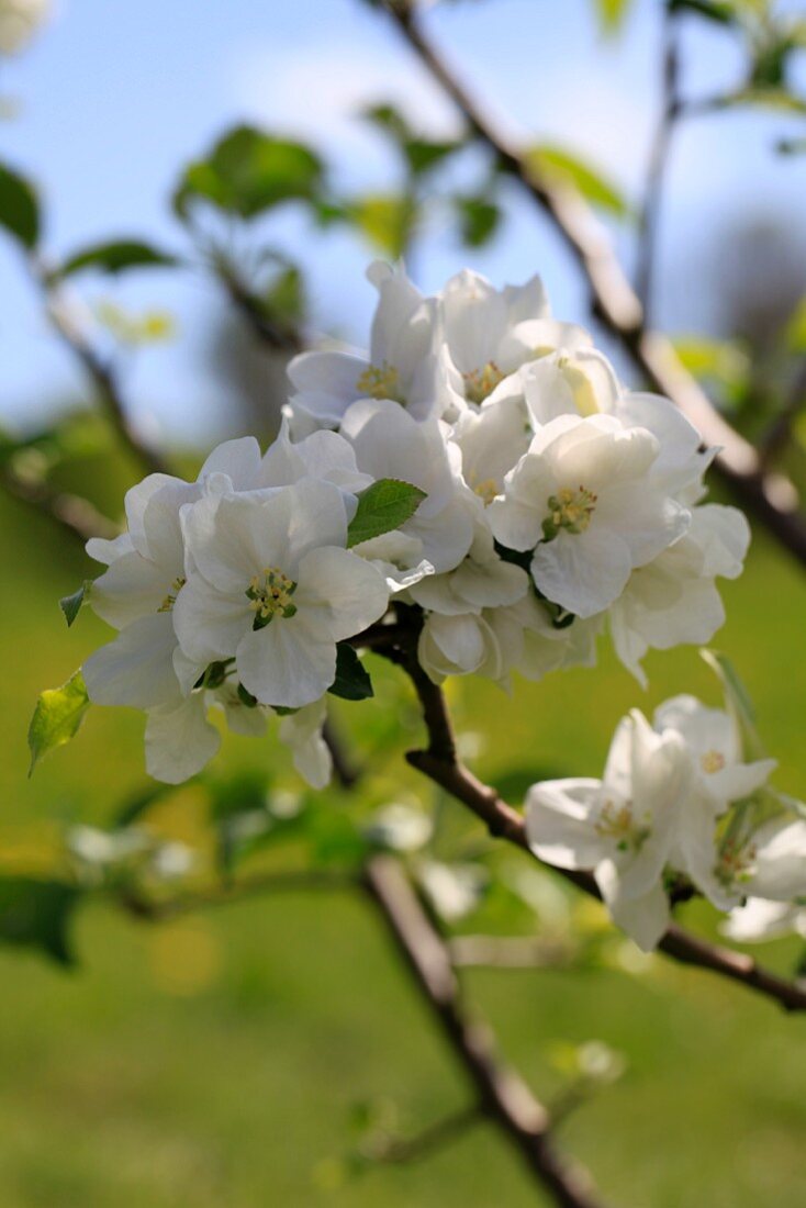 Nahaufnahme weisser Apfelblüten am Apfelbaum