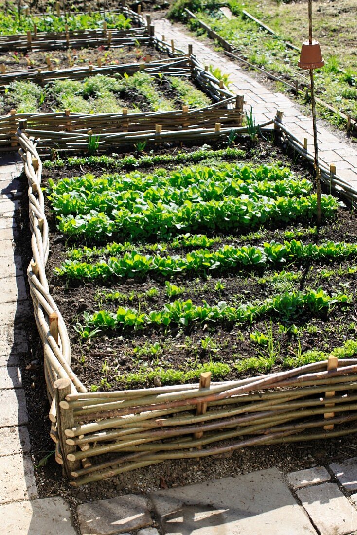 Kleine Gemüsebeete mit korbgeflochtenen Einfassungen auf einer gepflasterten Terrasse
