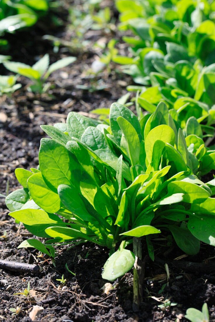 Fresh spinach in a vegetable bed