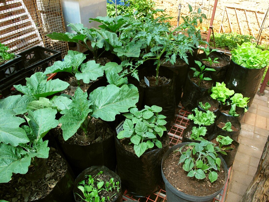 Verschiedene Pflanztöpfe mit unterschiedlichen grünblättrigen Gemüsepflänzchen stehen auf einem Gitter an sonnigem Platz